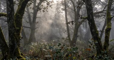 ambiguity of natural labels