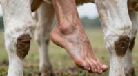 calves influence foot comfort