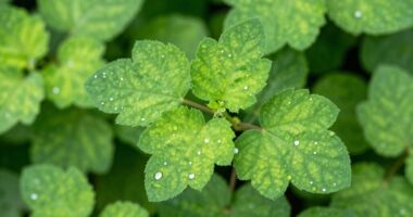 herbal soothing skin remedy