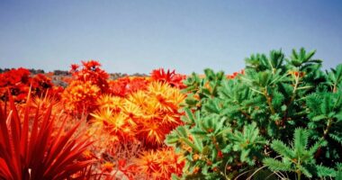 infrared heat versus light