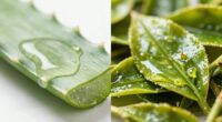 calming versus shielding effects